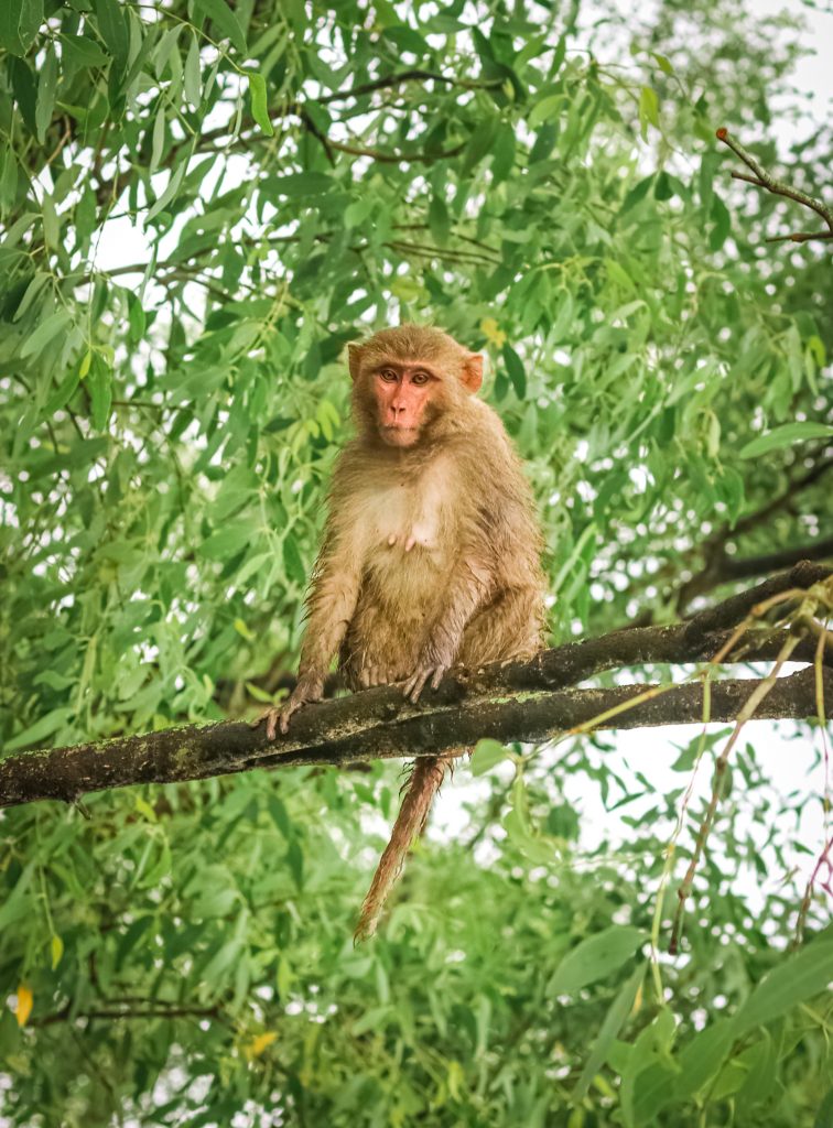 Sundarbans Monkey