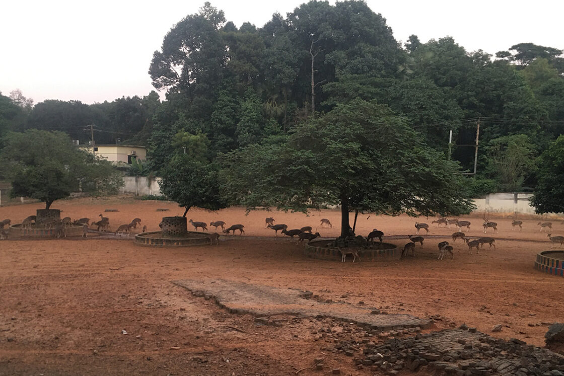 বাংলাদেশ জাতীয় চিড়িয়াখানা